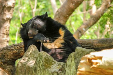 Asya siyah ayı ya da Ursus thibetanus Hayvanat Bahçesi