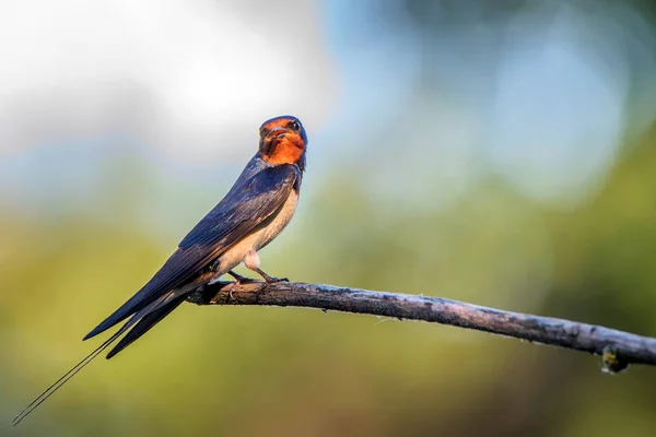 Wysiadywanie lub Hirundo rustica siedzi na drzewie — Zdjęcie stockowe