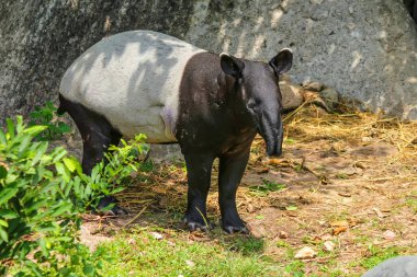 Malaya tapiri veya Tapirus indicus Hayvanat Bahçesi
