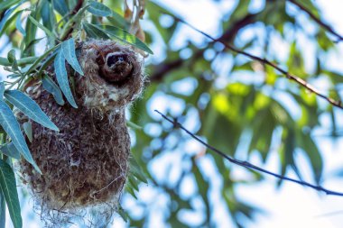 Avrasya çulha veya Remiz pendulinus