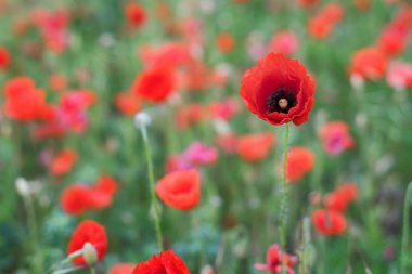 Vahşi haşhaş alanla bahar