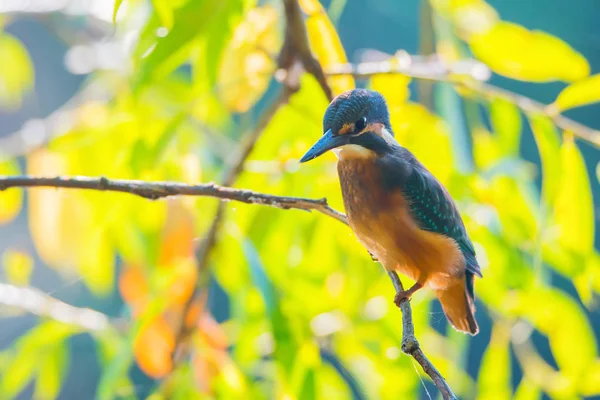 Kingfisher vagy Alcedo ezen ücsörög az ágon — Stock Fotó