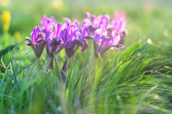 Wild purple irises — Stock Photo, Image