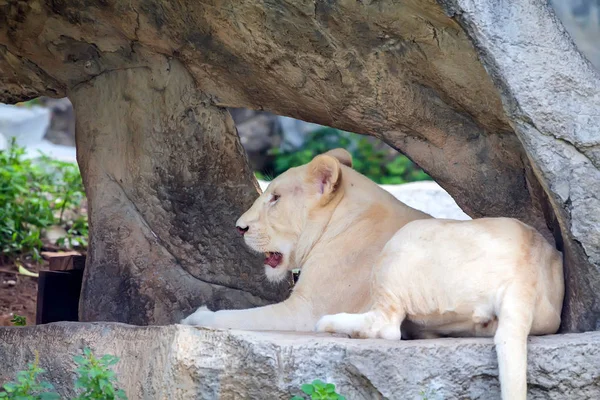 Белая львица лежит на куске камня — стоковое фото