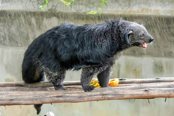 Nahaufnahme von Binturong oder Arctictis binturong im Zoo — Stockfoto