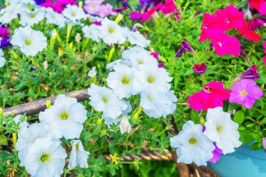 Bahçede petunya çiçekleri açar.