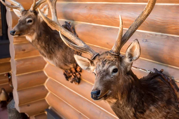 Due teste di cervo ripiene sul muro — Foto Stock