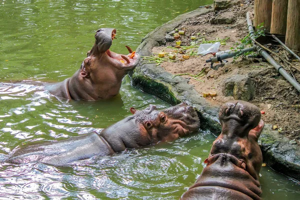 Gros plan de l'hippopotame avec des mecs ouverts — Photo