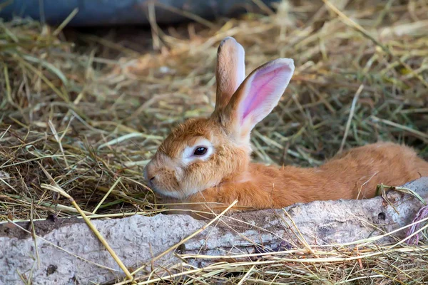 Mignon lapin orange sur le foin — Photo