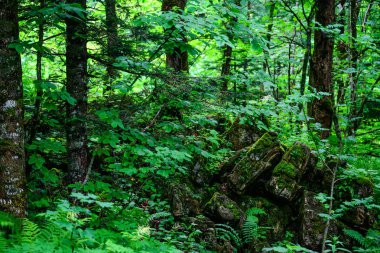Doğal yeşil orman ağaçlarına yaz panoraması