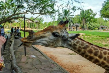 Zürafa esaret altında besleme