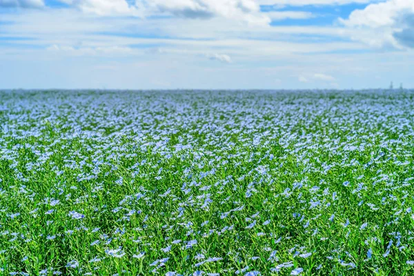 Blooming flax field — Stock Photo, Image