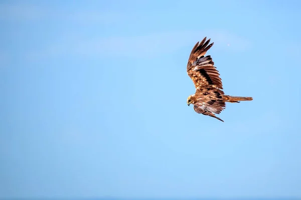 Western marsh harrier or Circus aeruginosus — Stock Photo, Image