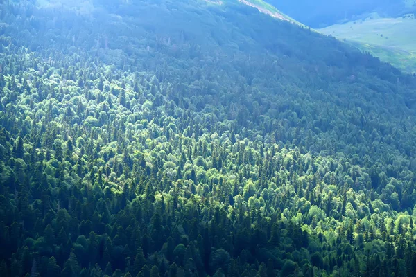 Schilderachtige landschap met bergbos — Stockfoto