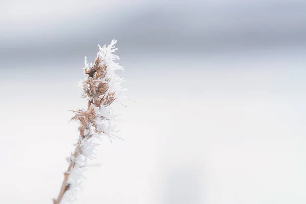 Branch with frost snowflakes macro — Stock Photo, Image