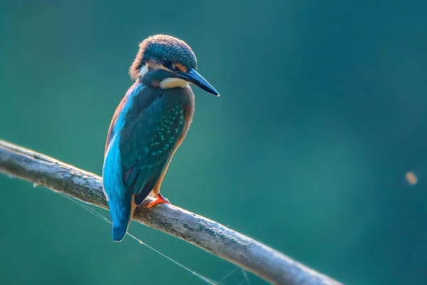 Kingfisher ou Alcedo atthis poleiros no ramo — Fotografia de Stock