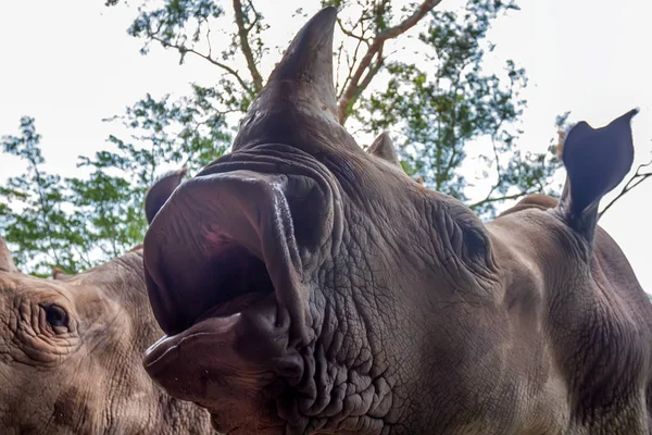 Closeup bílých nosorožců nebo Ceratotherium simum — Stock fotografie