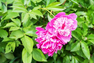 Güzel Şakayık baharda açan