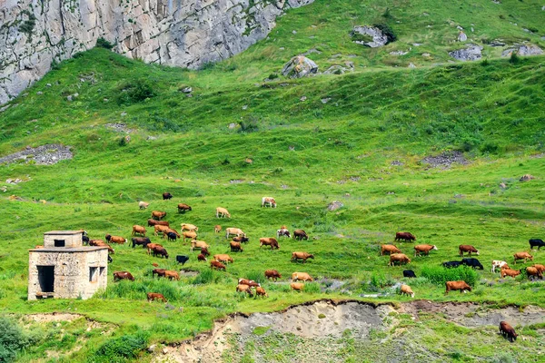 高山草原の牧歌的な風景に牛が放牧されて — ストック写真