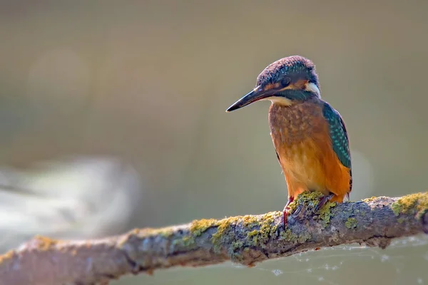 Kingfisher or Alcedo atthis perches on branch — Stock Photo, Image