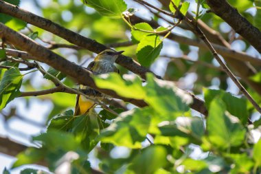 Genç Avrasya Altın Oriole veya Oriolus oriolus