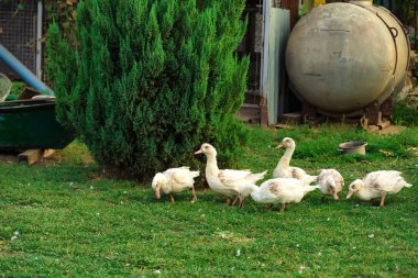 Fowl-run with white domestic ducks on a farm clipart