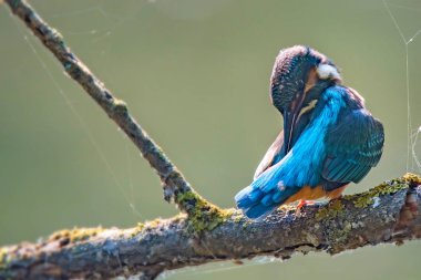 Kingfisher ya da Alcedo bu daldaki tünekte