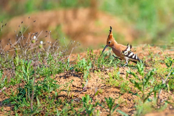 Wiedehopf oder upupa epops in der Steppe — Stockfoto