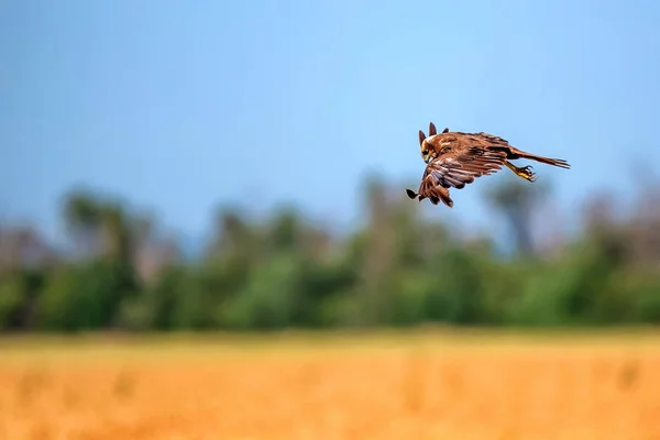 Western marsh harrier or Circus aeruginosus — Stock Photo, Image