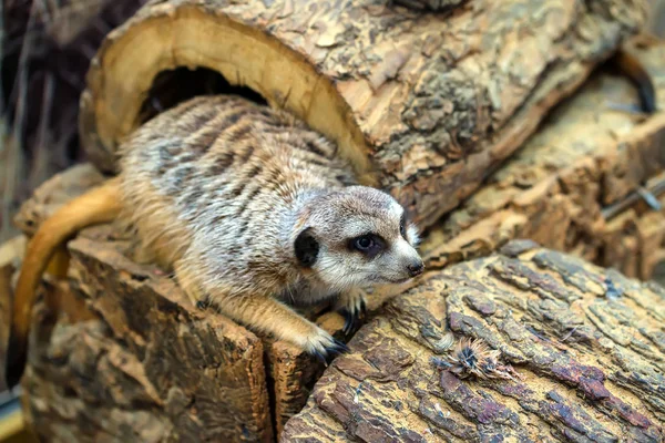 Meerkat o Suricata suricatta — Foto Stock