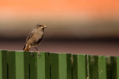 Kara kızılkuyruk veya av ile Phoenicurus ochruros