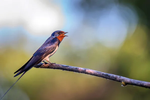 Barn Swallow o Hirundo rustica se sienta en el árbol —  Fotos de Stock