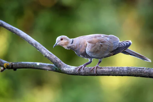 Collared dove or Streptopelia decaocto on branch — Stock Photo, Image