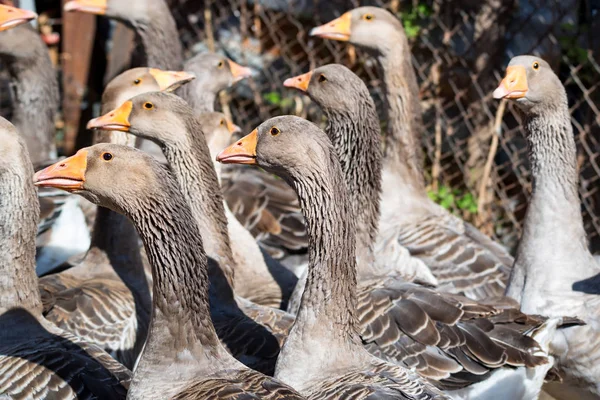 Domestic geese on traditional farm — Stock Photo, Image