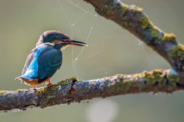 Kingfisher ou Alcedo atthis poleiros no ramo — Fotografia de Stock