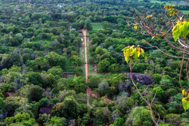 Havadan görünümü tropikal orman, Sri Lanka