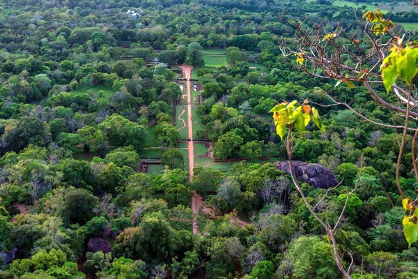 Havadan görünümü tropikal orman, Sri Lanka