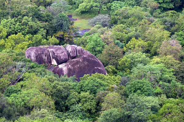 Havadan görünümü tropikal orman, Sri Lanka