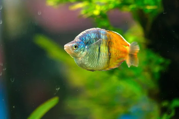 Boesemans rainbowfish or Melanotaenia boesemani — Stock Photo, Image
