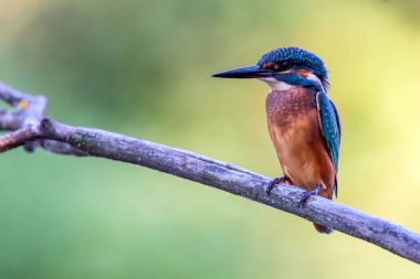 Kingfisher ya da Alcedo bu daldaki tünekte