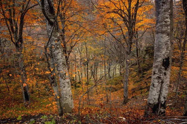 Natursköna landskapet i höst skog — Stockfoto