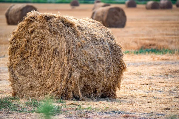 Haystacks en el campo en el campo —  Fotos de Stock