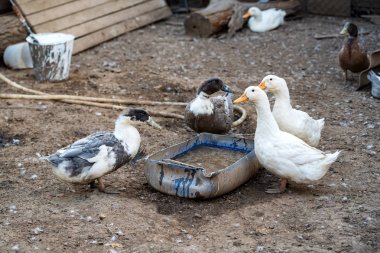 Fowl-run with white domestic ducks on a farm clipart