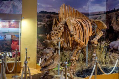 İskelet Elasmotherium Müzesi'nde