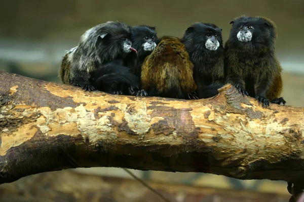 Μαύρο-πολυθρύλητο ταμαρίνοι ή Saguinus nigricollis — Φωτογραφία Αρχείου