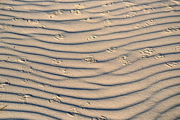Dune de sable avec empreintes d'oiseaux — Photo