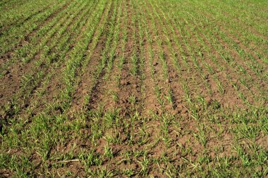 Genç yeşil lahanası alanında büyümek