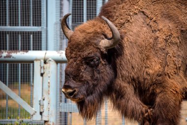 Wisent veya Avrupa bizonu