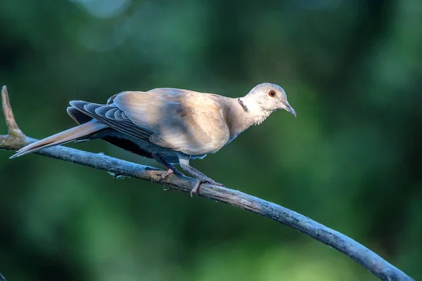 色付き鳩またはStreptoperia decaocto上の枝 — ストック写真