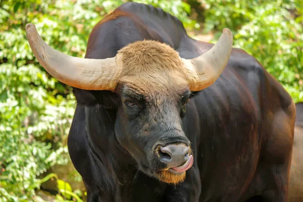 Gaur ou Bos gaurus no zoológico — Fotografia de Stock